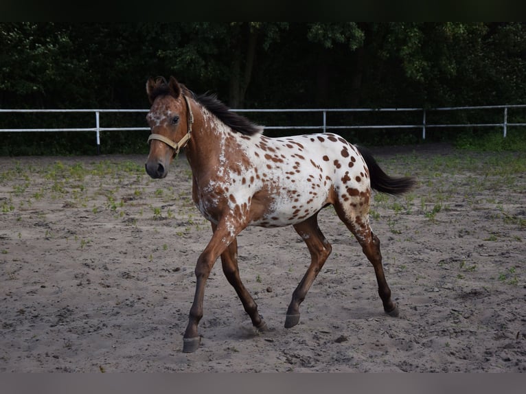 Cavallo sportivo polacco Stallone 2 Anni 163 cm Leopard in Chelmno