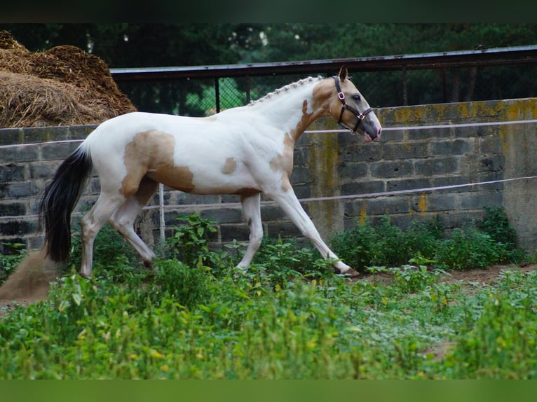 Cavallo sportivo polacco Stallone 2 Anni 170 cm Pelle di daino in Wolsztyn
