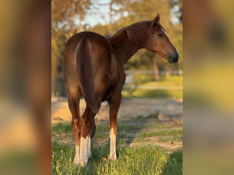 Cavallo sportivo polacco Stallone 2 Anni 170 cm Sauro in Orle