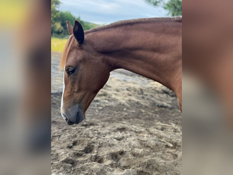 Cavallo sportivo polacco Stallone 2 Anni 170 cm Sauro in Orle
