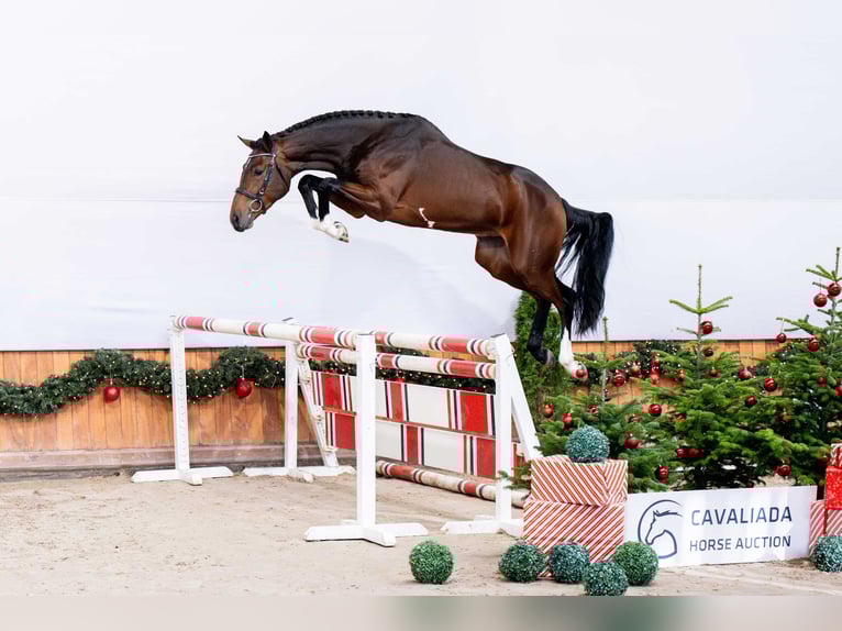 Cavallo sportivo polacco Stallone 2 Anni Baio scuro in Pozna&#x144;