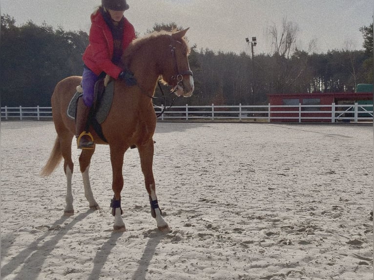 Cavallo sportivo polacco Stallone 3 Anni 150 cm Sauro in Zielona Góra