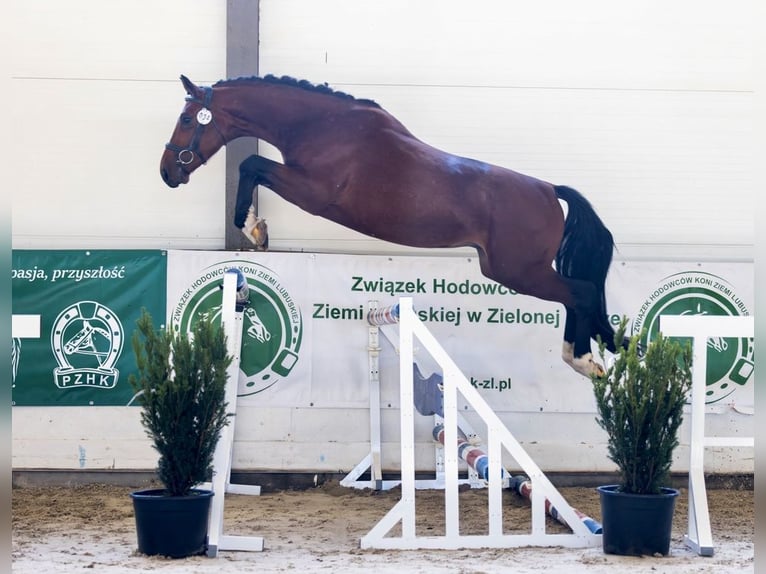 Cavallo sportivo polacco Stallone 3 Anni 164 cm Baio ciliegia in Go&#x15B;cimiec