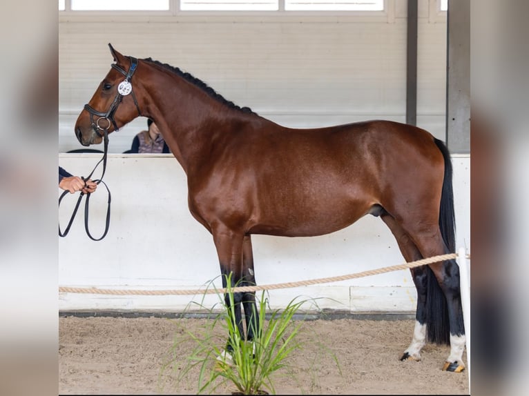 Cavallo sportivo polacco Stallone 3 Anni 164 cm Baio ciliegia in Go&#x15B;cimiec