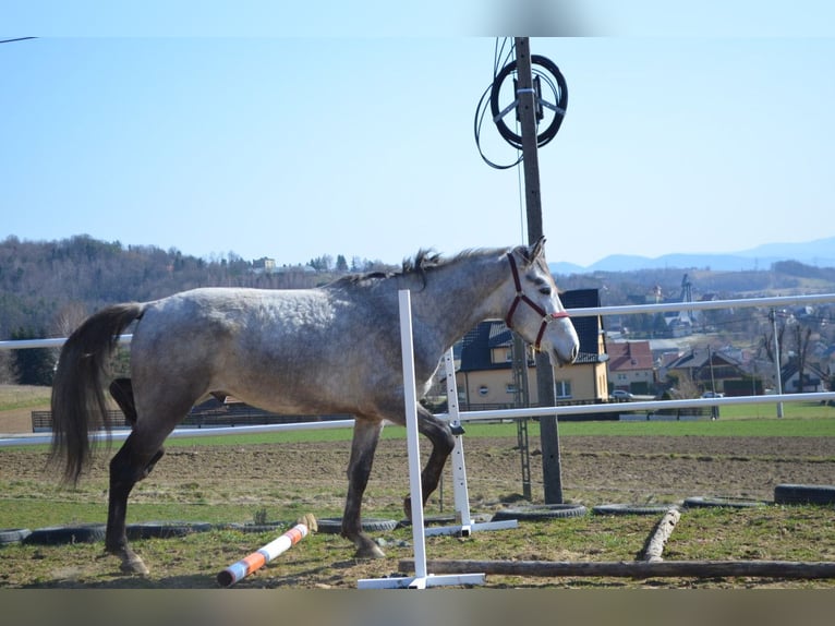 Cavallo sportivo polacco Stallone 3 Anni 170 cm Grigio in Dąbrowa
