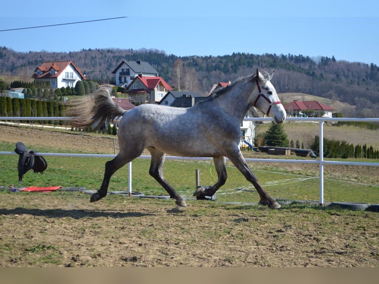 Cavallo sportivo polacco Stallone 3 Anni 170 cm Grigio in Dąbrowa
