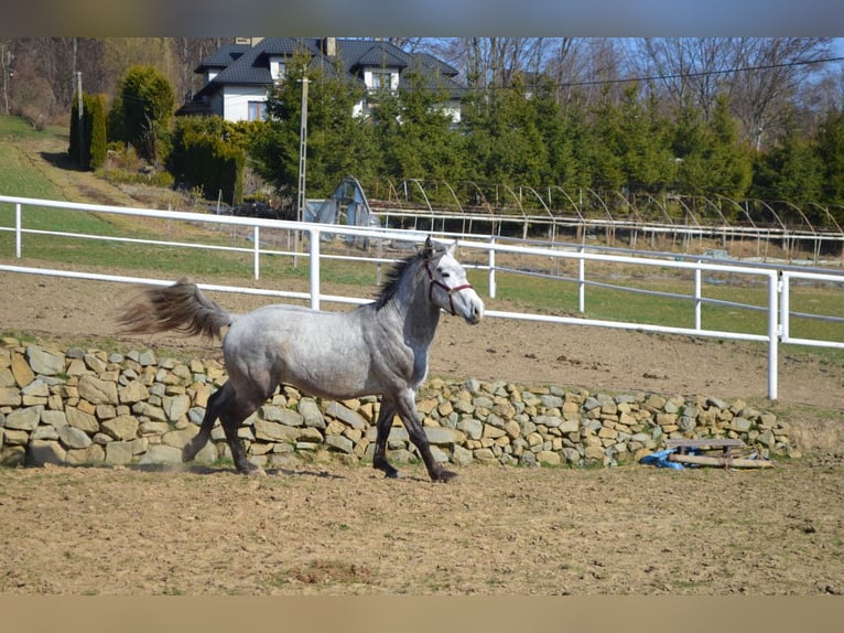 Cavallo sportivo polacco Stallone 3 Anni 170 cm Grigio in Dąbrowa