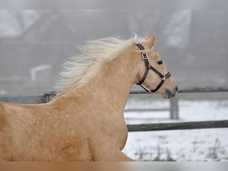 Cavallo sportivo polacco Stallone 4 Anni 161 cm Palomino in Piecowice