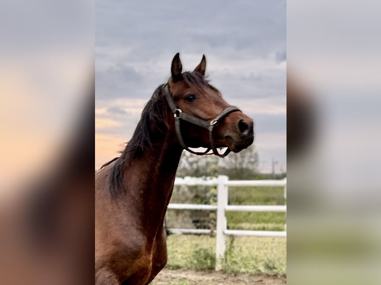 Cavallo sportivo polacco Stallone 4 Anni 167 cm Baio in Buk