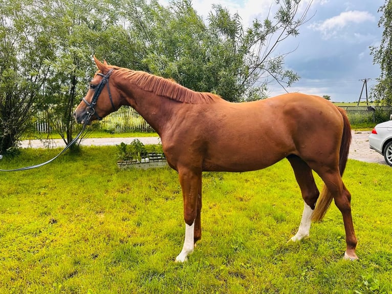 Cavallo sportivo polacco Stallone 4 Anni 169 cm Sauro in Różan