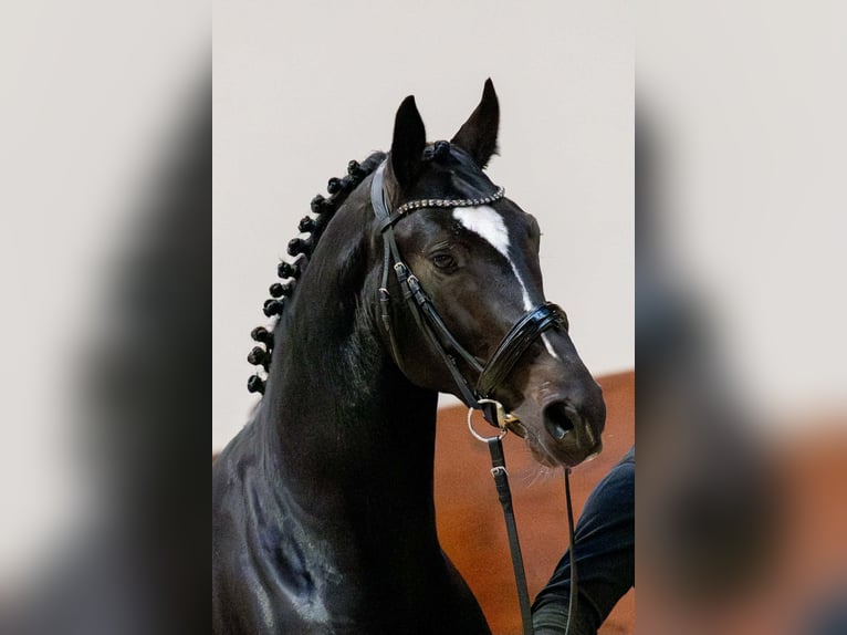 Cavallo sportivo polacco Stallone 4 Anni 172 cm Morello in Błaszki