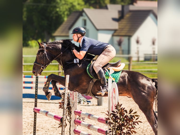 Cavallo sportivo polacco Stallone 4 Anni 172 cm Morello in Błaszki