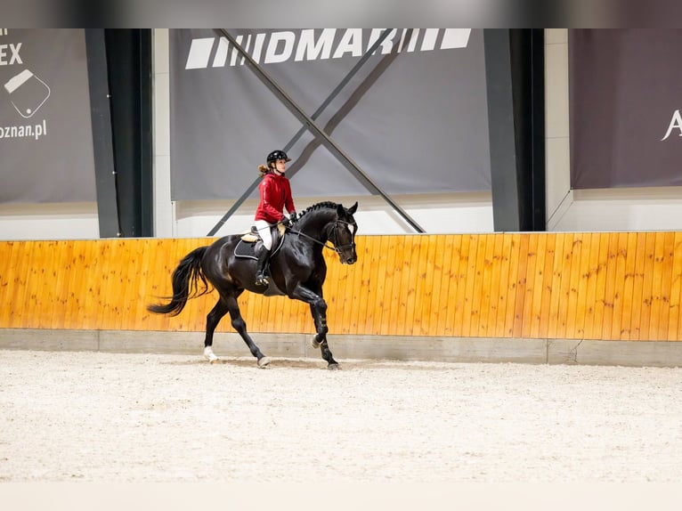 Cavallo sportivo polacco Stallone 4 Anni 172 cm Morello in Błaszki