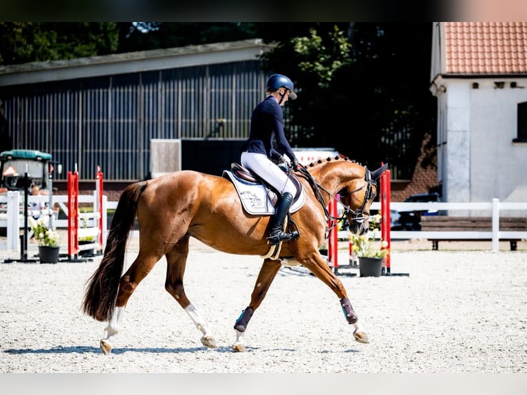 Cavallo sportivo polacco Stallone 5 Anni 168 cm Sauro in Turów
