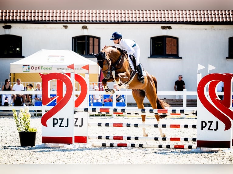 Cavallo sportivo polacco Stallone 5 Anni 168 cm Sauro in Turów