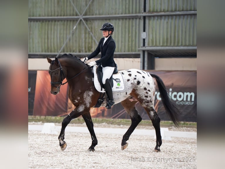 Cavallo sportivo polacco Stallone 5 Anni 175 cm Leopard in Panków