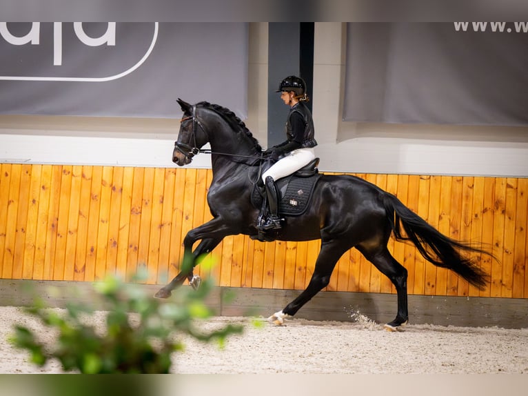 Cavallo sportivo polacco Stallone Baio nero in Ciechocin