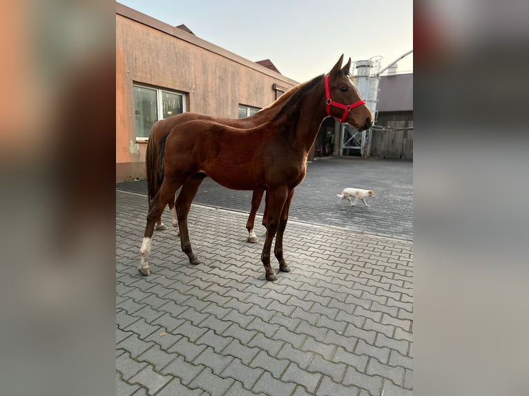 Cavallo sportivo polacco Stallone Puledri (05/2025) 140 cm Baio in Chodów