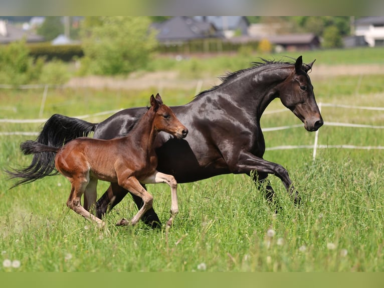 Cavallo sportivo polacco Stallone Puledri (04/2026) 170 cm Baio in Piekoszów