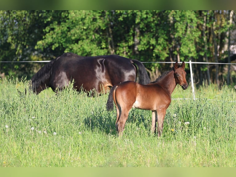 Cavallo sportivo polacco Stallone Puledri (04/2026) 170 cm Baio in Piekoszów