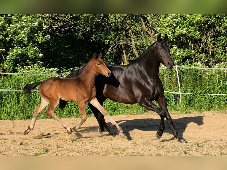 Cavallo sportivo polacco Stallone Puledri (04/2026) 170 cm Baio in Piekoszów