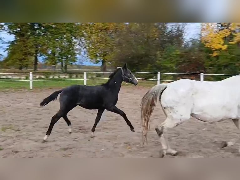 Cavallo sportivo polacco Stallone Puledri (05/2025) 170 cm Grigio ferro in Forst