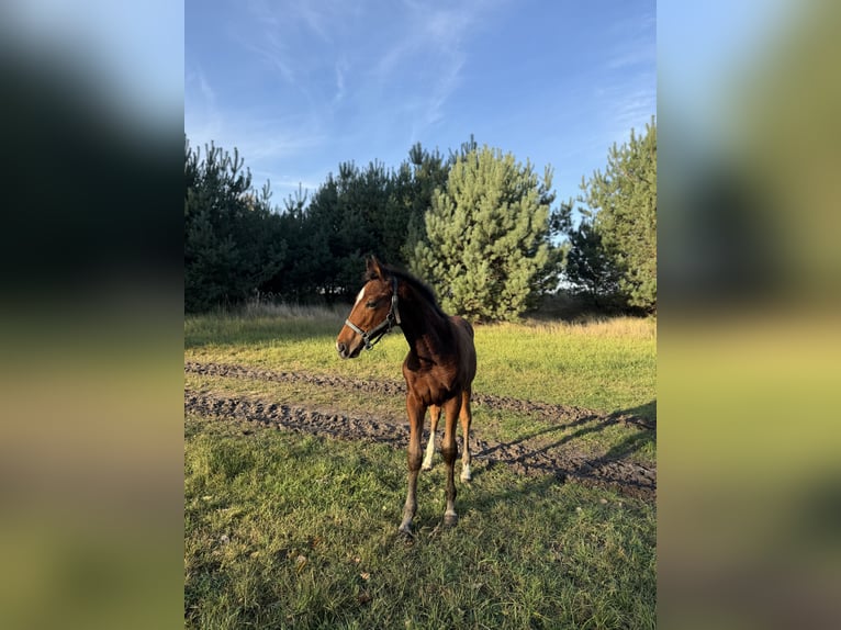 Cavallo sportivo polacco Stallone Puledri (07/2025) 175 cm Baio in Gniezno