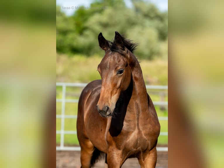Cavallo sportivo polacco Stallone Puledri (03/2026) Baio in WołówPanków