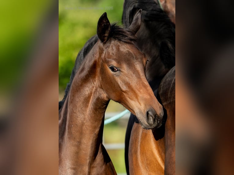 Cavallo sportivo polacco Stallone Puledri (03/2026) Baio in WołówPanków