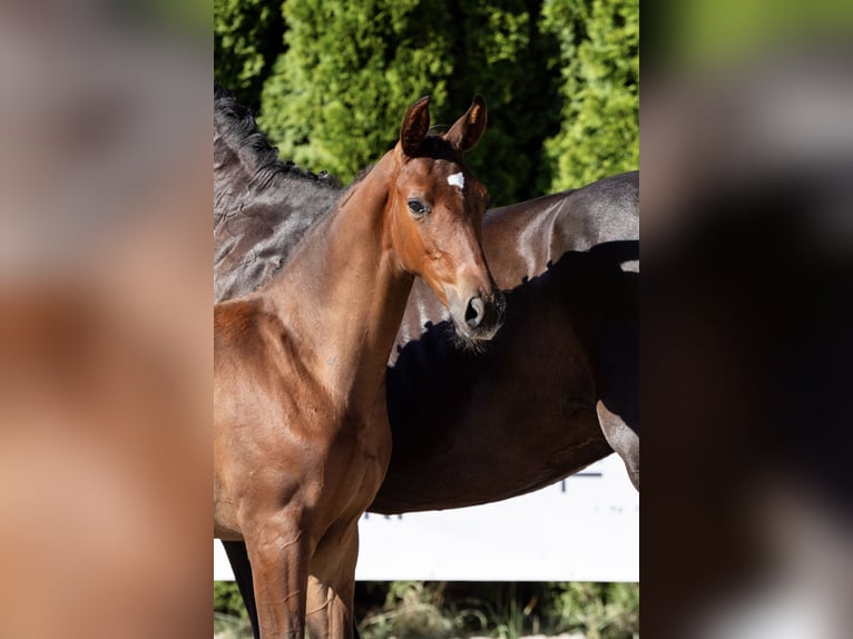 Cavallo sportivo polacco Stallone Puledri (05/2026) Baio in Borzechów