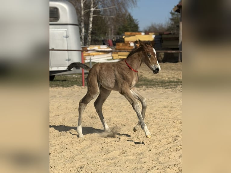Cavallo sportivo polacco Stallone Puledri (04/2026) Baio in Nowe Miasto