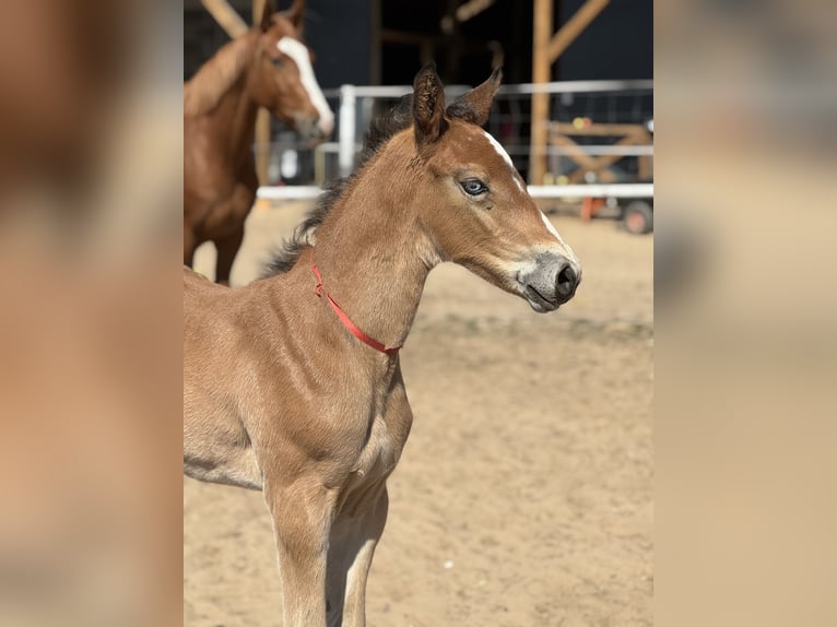 Cavallo sportivo polacco Stallone Puledri (04/2026) Baio in Nowe Miasto