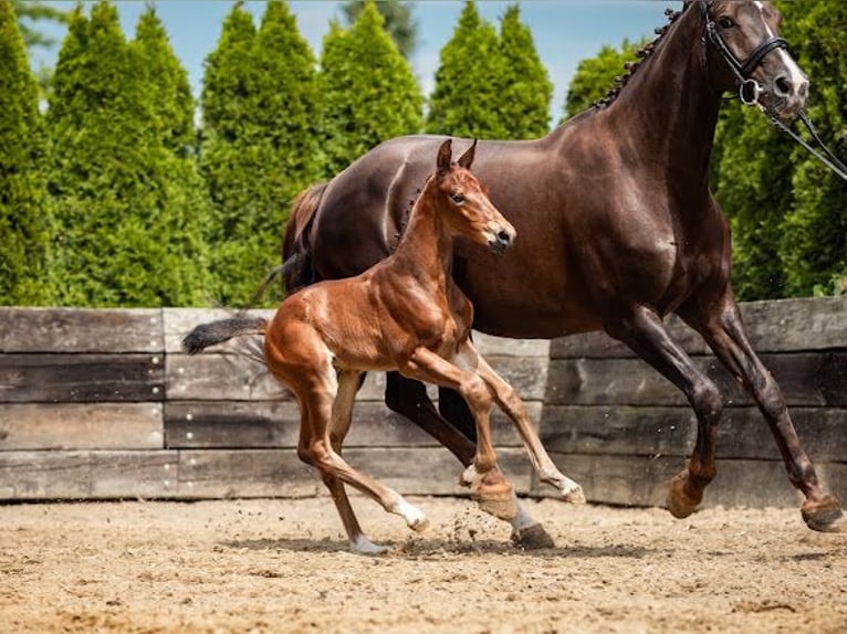 Cavallo sportivo polacco Stallone Puledri (07/2026) Baio in Serock