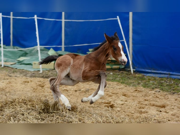 Cavallo sportivo polacco Stallone Puledri (01/2026)  in Pyrzyce