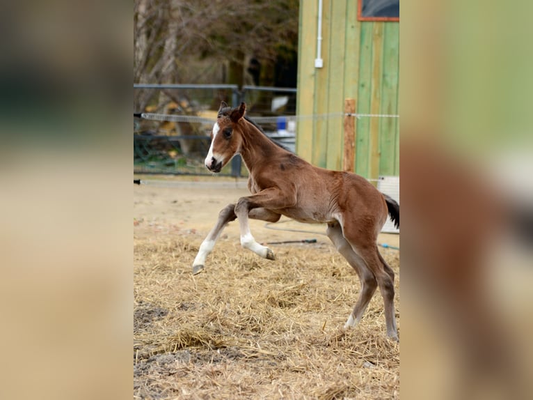 Cavallo sportivo polacco Stallone Puledri (01/2026)  in Pyrzyce