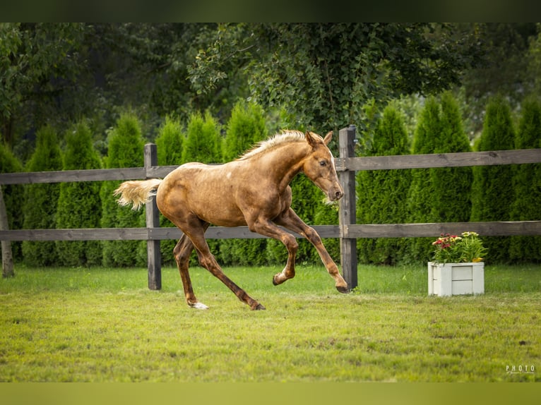 Cavallo sportivo polacco Stallone Puledri (04/2025) Palomino in Serock