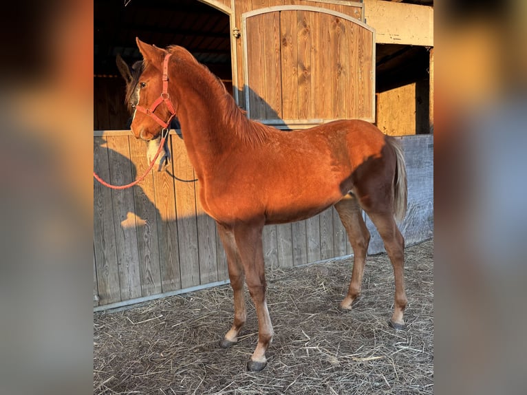 Cavallo sportivo polacco Stallone Puledri (04/2025) Sauro in Siciny