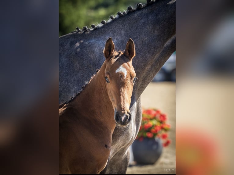 Cavallo sportivo polacco Stallone Puledri (06/2026) Sauro in Serock
