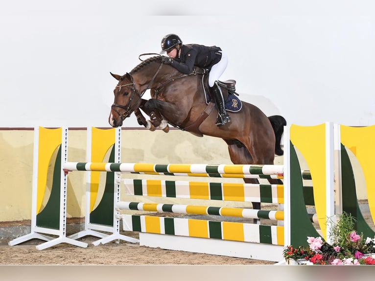 CHACCOTHAGE BLUE PS Oldenburg Stallone Baio in Steinfeld (Oldenburg)