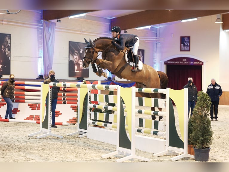 CHACFLY PS Hannover Stallone Sauro in Steinfeld (Oldenburg)