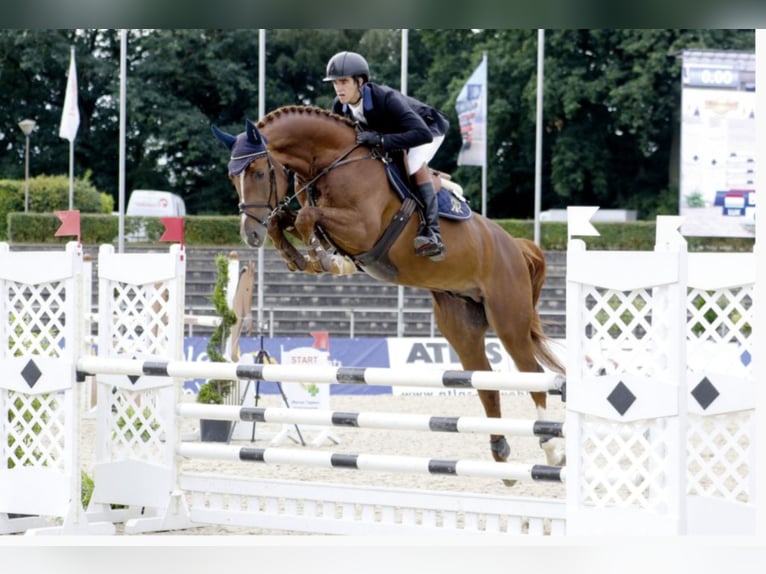 CHACFLY PS Hannoveraan Hengst Vos in Steinfeld (Oldenburg)