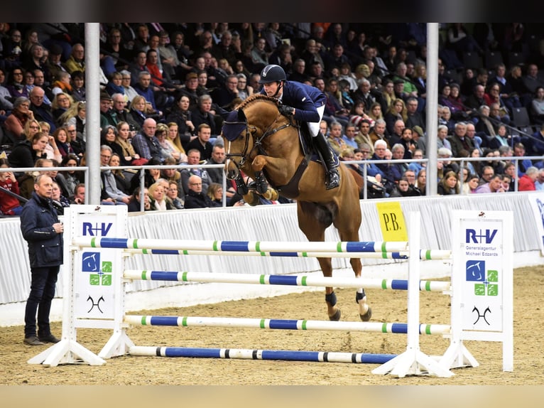 CHACFLY PS Hannoveraan Hengst Vos in Steinfeld (Oldenburg)