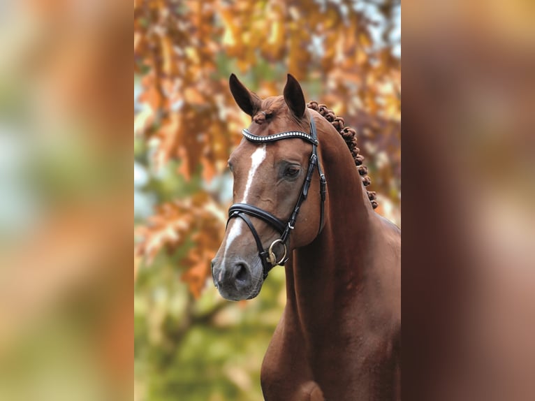 CHACFLY PS Hanoverian Stallion in Steinfeld (Oldenburg)