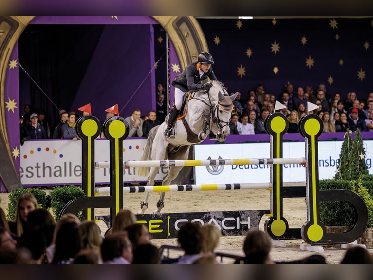 CHACOON BLUE Mecklenburg Warmblood Stallion Gray in Steinfeld (Oldenburg)