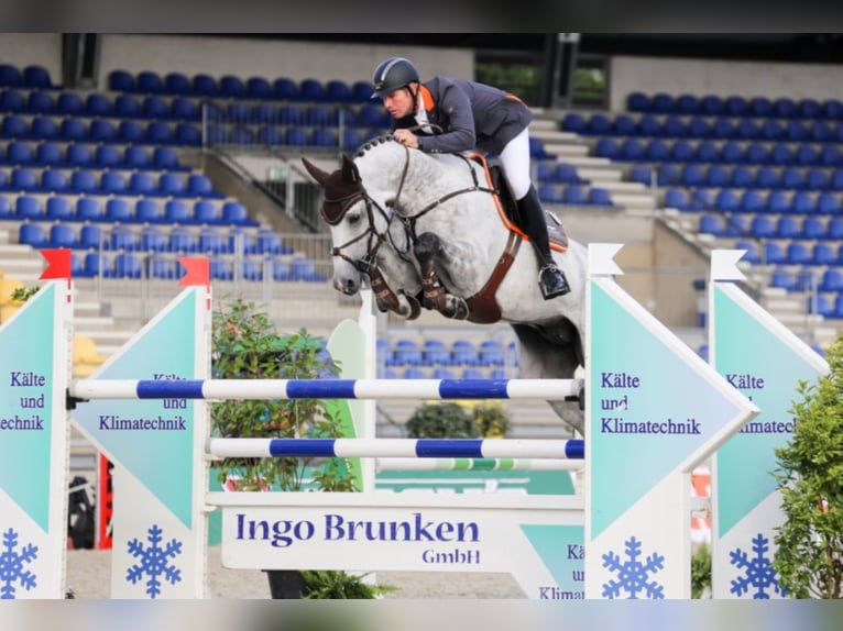 CHACOON BLUE Mecklenburg Warmblood Stallion Grey in Steinfeld (Oldenburg)