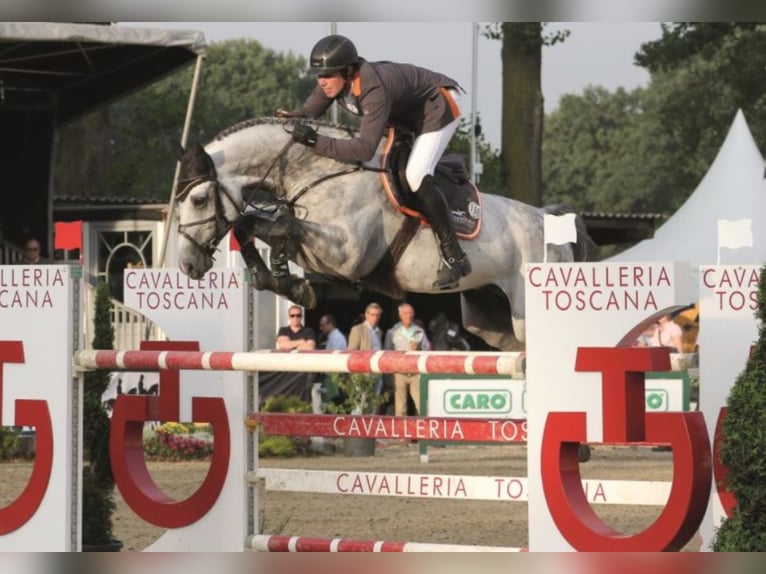 CHACOON BLUE Mecklenburg Warmblood Stallion Grey in Steinfeld (Oldenburg)