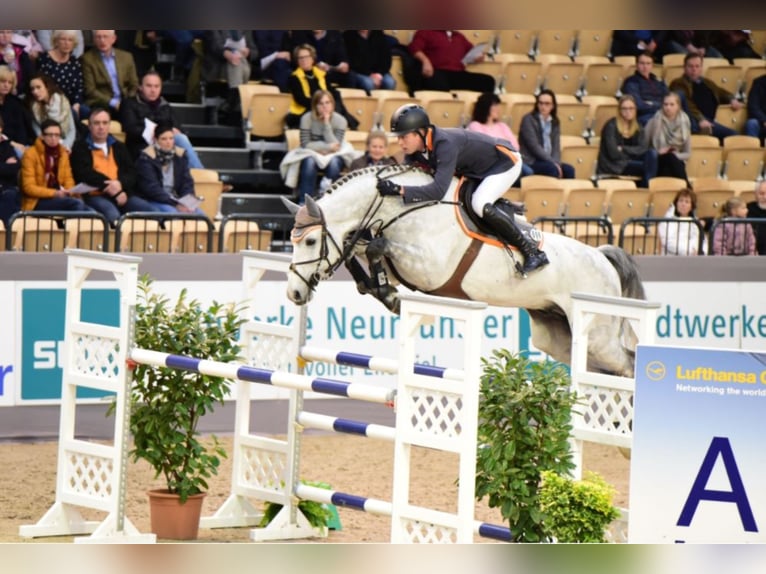 CHACOON BLUE Mecklenburg Warmblood Stallion Grey in Steinfeld (Oldenburg)