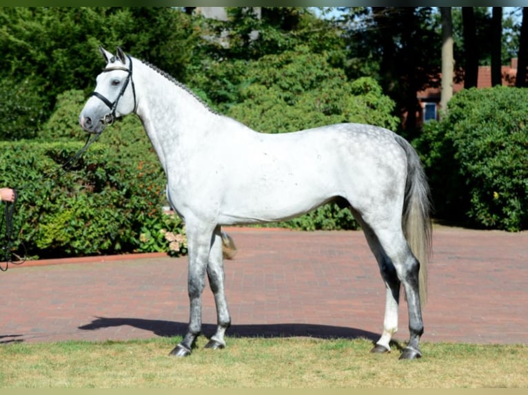 CHACOON BLUE Mecklenburger Warmblut Hengst in Steinfeld (Oldenburg)