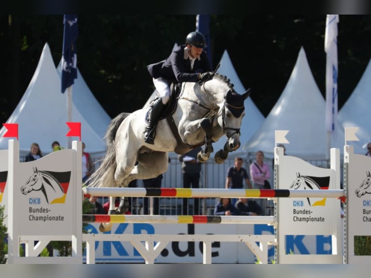 CHACOON BLUE Mecklenburger Warmblut Hengst in Steinfeld (Oldenburg)