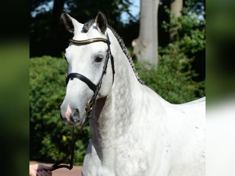 CHACOON BLUE Mecklenburger Warmblut Hengst Schimmel in Steinfeld (Oldenburg)